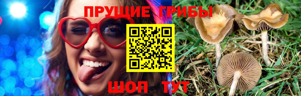 Пенза  Галлюциногенные грибы Psilocybine cubensis  Вход с VPN 